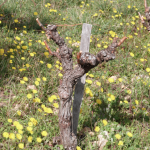 Pied de vigne La Bori au printemps
